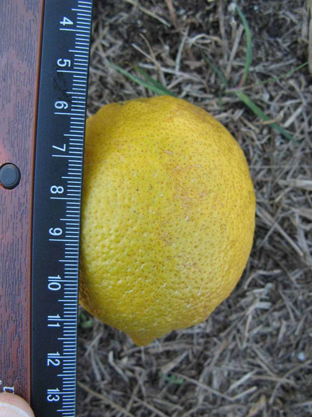              Fruit (Winter Haven, FL)       